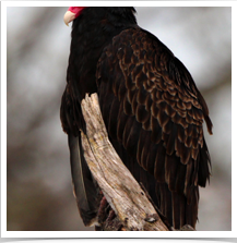 Turkey Vulture - Perched Close Turkey Vulture - Perched Close